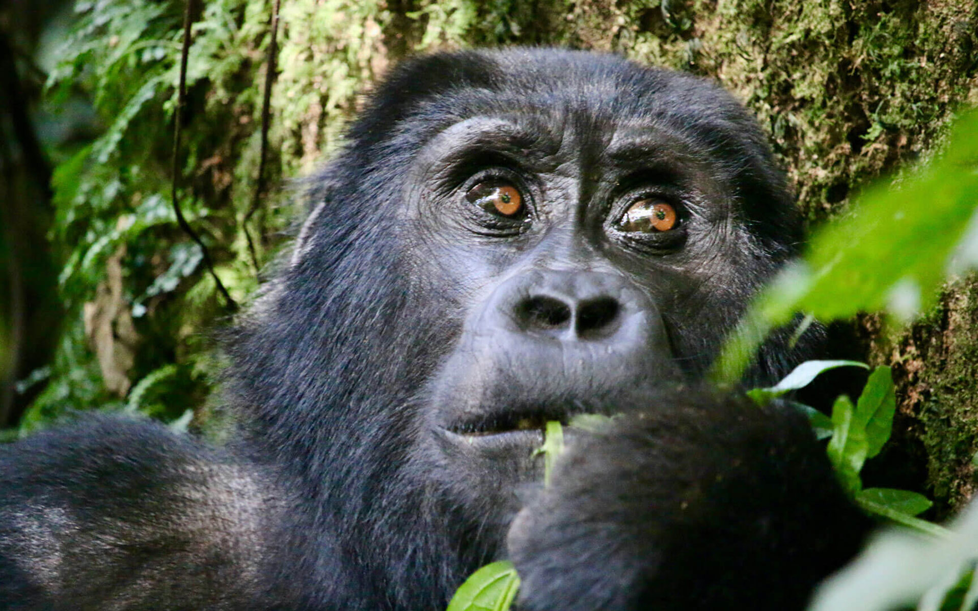 media.topic.imagealternatetextformat